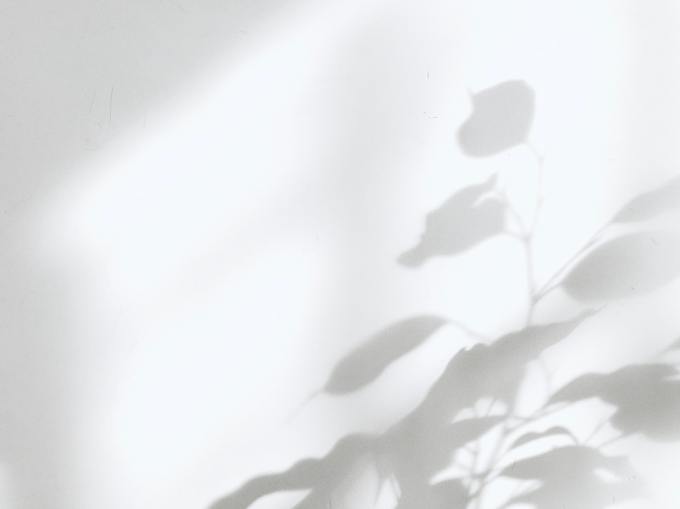 Shadow of a plant on a white wall